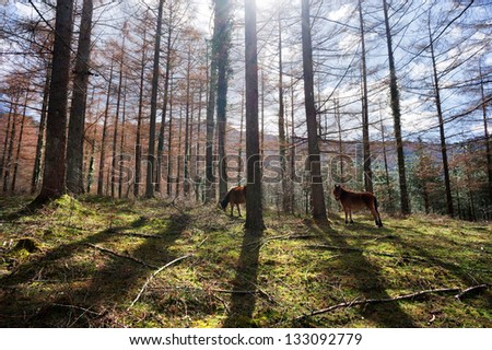 horses in the forest