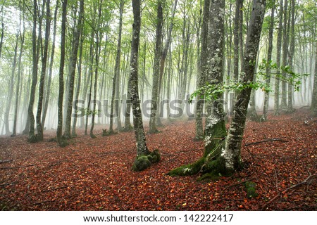 beech forest in the morning with fog. Gorbea, Basque Country, Spain.