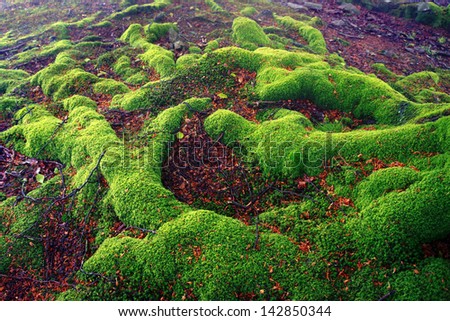 tree roots with vivid green color and moss