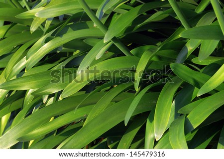 background with plants with long green leaves