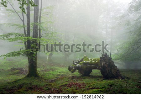 forest with fog and dead trunk
