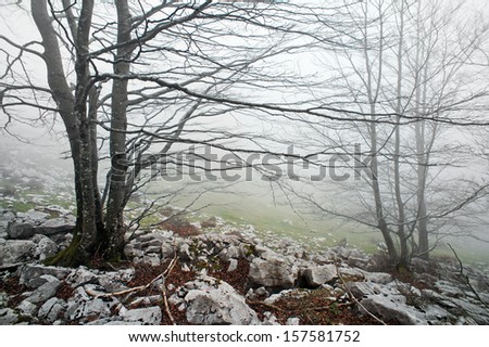 foggy and rocky forest in the morning