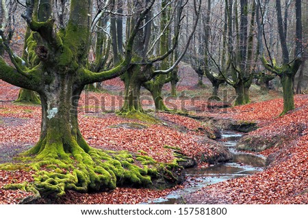 creepy forest with green roots and a river. Basque Country