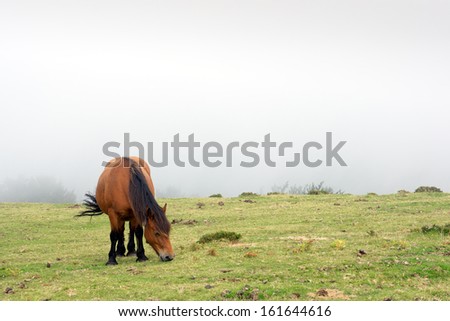 horse grazing on field in the fog
