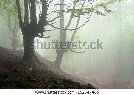 creepy forest with scary trees and fog