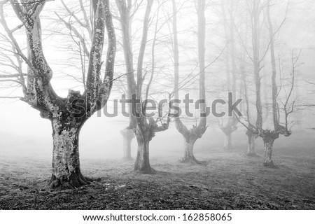 creepy forest with scary trees in black and white