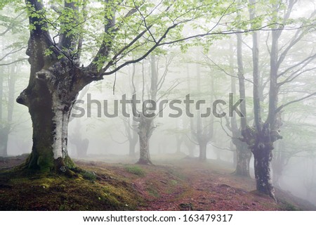 forest with fog and a footpath