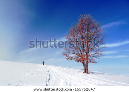 winter landscape with a solitary red tree and person walking