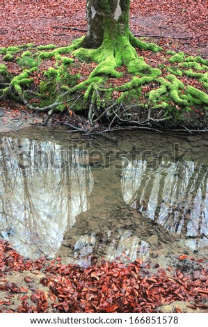 tree roots with vivid green color and moss and reflection on river