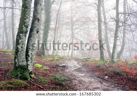 forest in the morning with fog and a trail