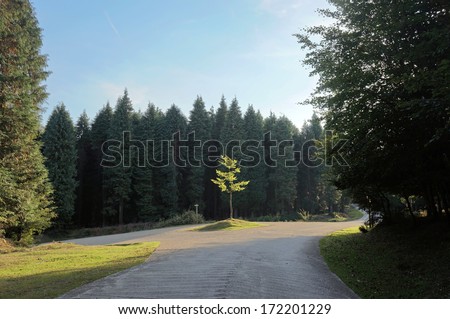 fork in county road with beautiful light