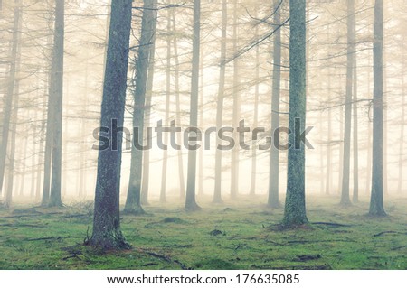 forest with fog and a vintage effect