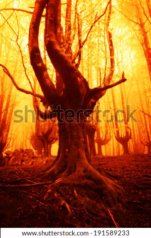 creepy forest with trees on fire