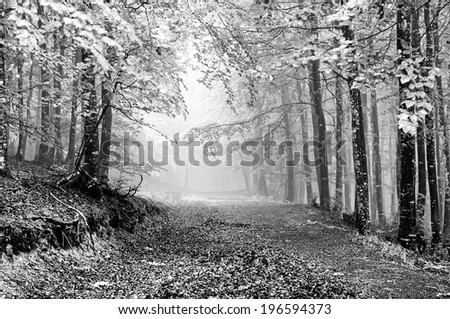 path in foggy forest on black and white