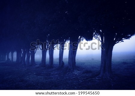 nightmare and horror forest at night