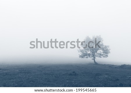 solitary tree with fog and filter effect
