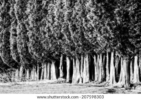 group of tree canopies on summer