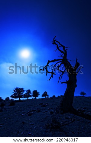 creepy tree at night with moonlight