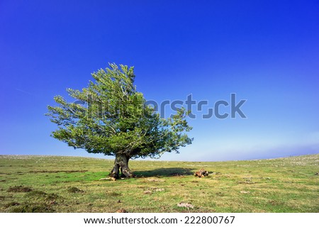 lonely oak tree at spring against blue sky