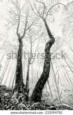 foggy beech forest with creepy trees in black and white