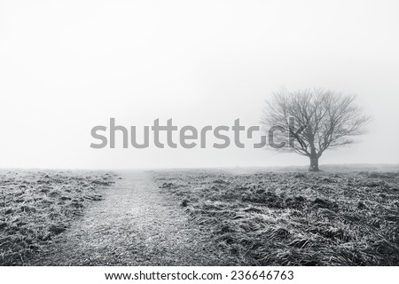 path with a solitary tree. Black and white