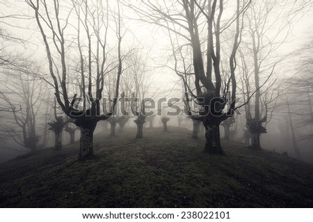 scary forest in black and white