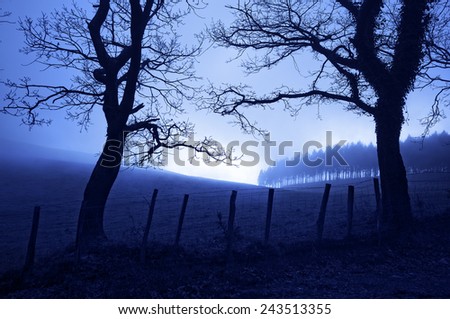 horror landscape at night with creepy trees and fog