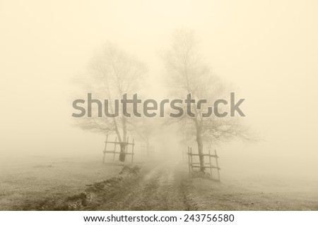 mysterious and foggy path surrounding by trees with sepia color