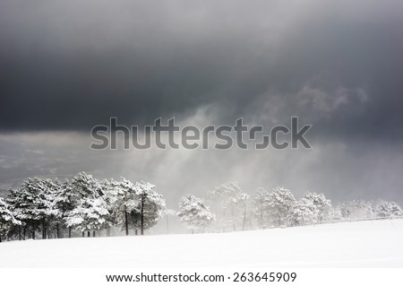 blizzard with stormy clouds and snowy trees