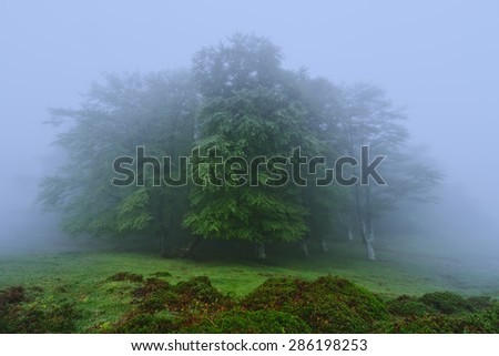 mysterious and foggy forest entrance
