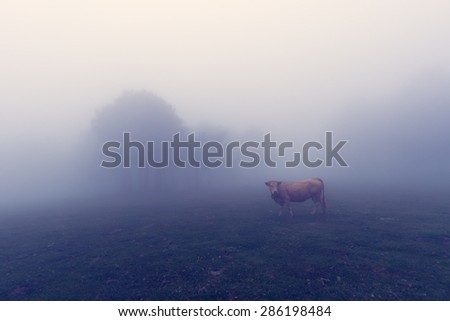 cow in a foggy field