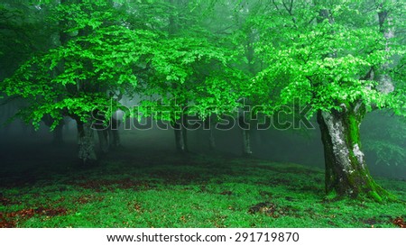 foggy forest entrance in spring
