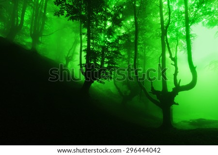 dark scary forest with fog