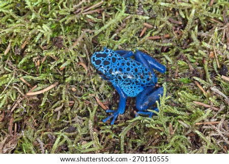 Blue poison frog on moss