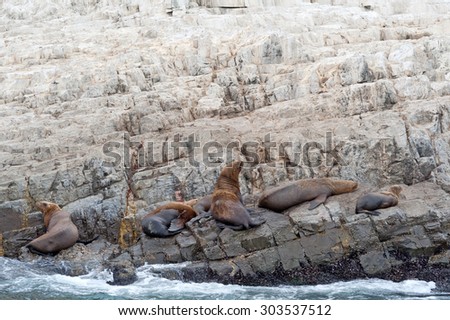 Sea lions on rock near Pucusana, Peru