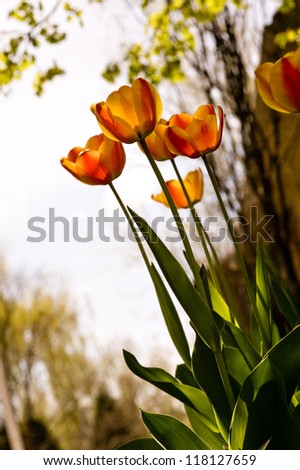 Tulips Late In The Day