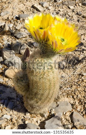 Twin yellow cactus flowers in the Big Bend desert