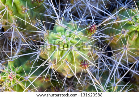 Cactus plants from big Bend National Park in Texas featuring long, thin, and very sharp spines