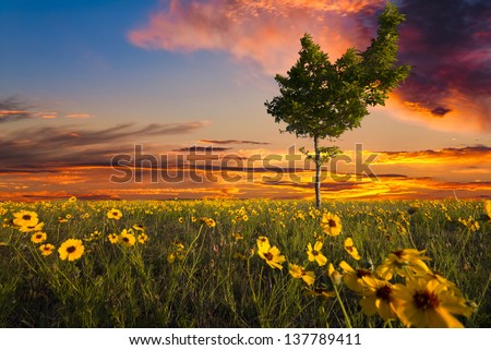 Unusually shaped tree sitting int a Texas sunflower field at dusk