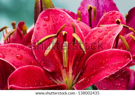 Crimson Colored Daylily Covered In Raindrops