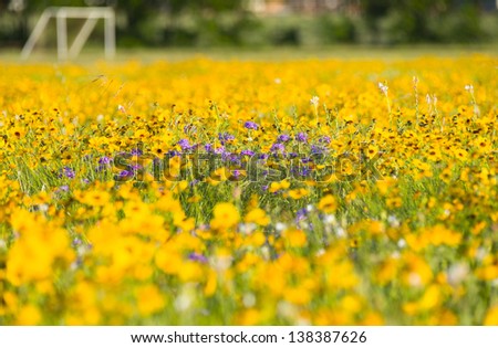 Purple and yellow sunflowers at the front edge of a soccer field and goal posts