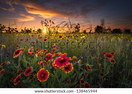 Sunflowers And Indian Blanket Wildflowers In Early Dawn Light