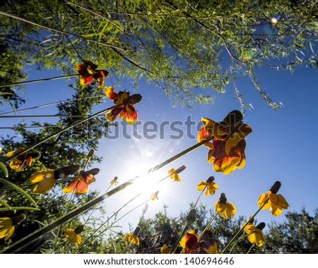 Mexican Hat flowers bathed in early morning sunshine