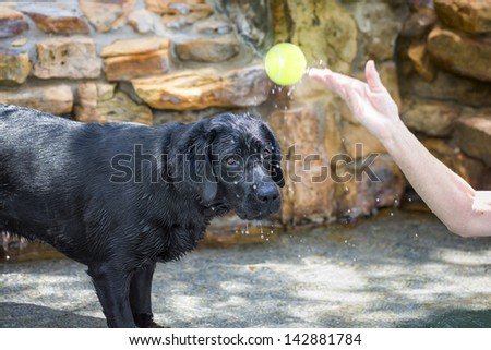 Young purebred black labrador retriever playing catch in a swimming pool