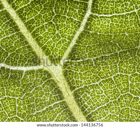 Detailed macro view of a sunflower leaf