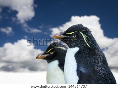 Pair of penguins in profile on an icy landscape