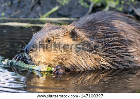 Young beaver stripping bark from a tree branch in Grand Teton National Park, WY