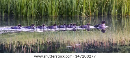 Eight baby ducklings swimming in line behind their mother on the Snake River in Grand Teton National Park, WY