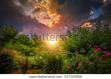 Rural sunrise over bushes, grasses, and roses