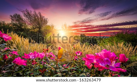 Rural Countryside Landscape Featuring Pink Roses And Tall Grasses Bathed By Early Morning Light
